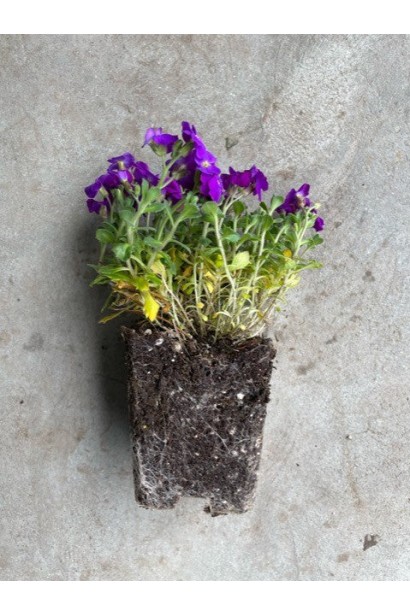 Обрієта Каскад Пьорпл коренева система саджанця